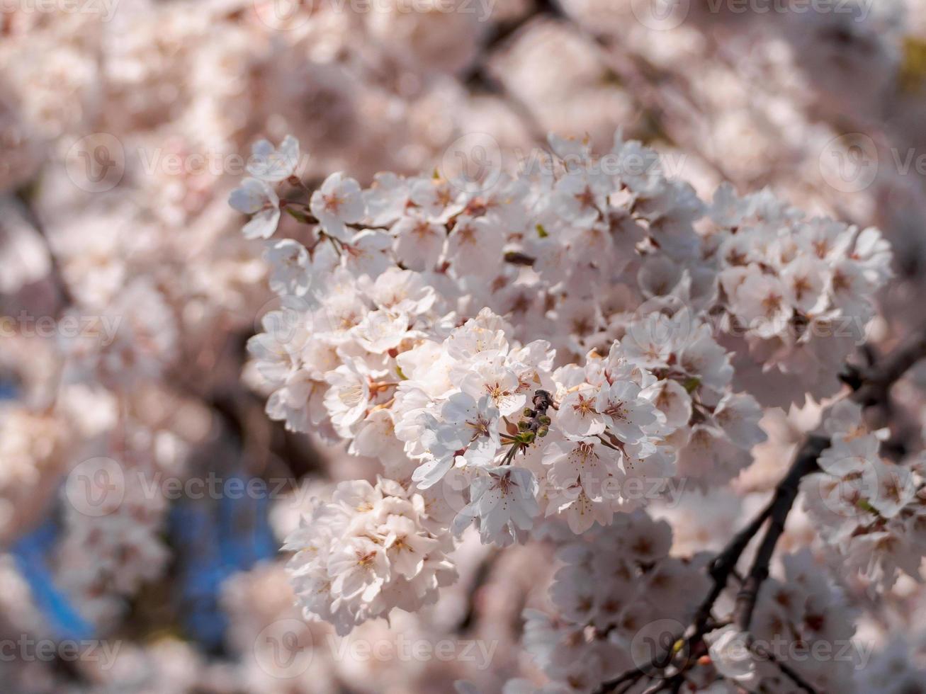 Pale Cherry Blossoms on a branch photo