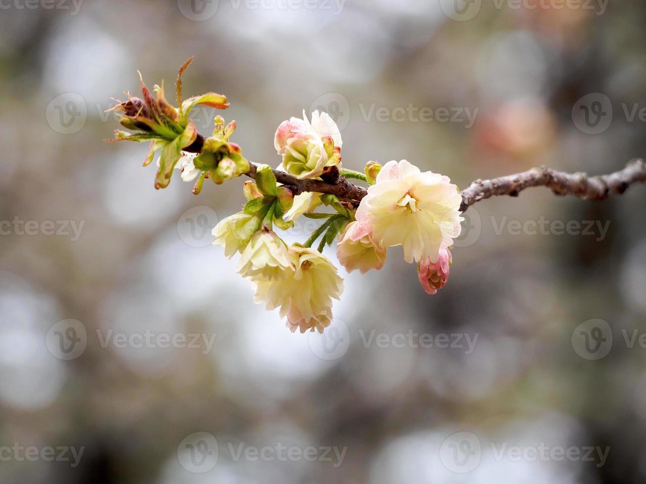 Yellow Cherry Blossoms on a branch photo