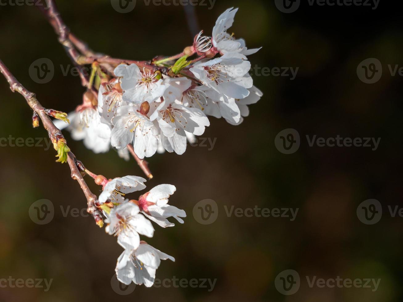 White Cherry Blossoms with dark background photo