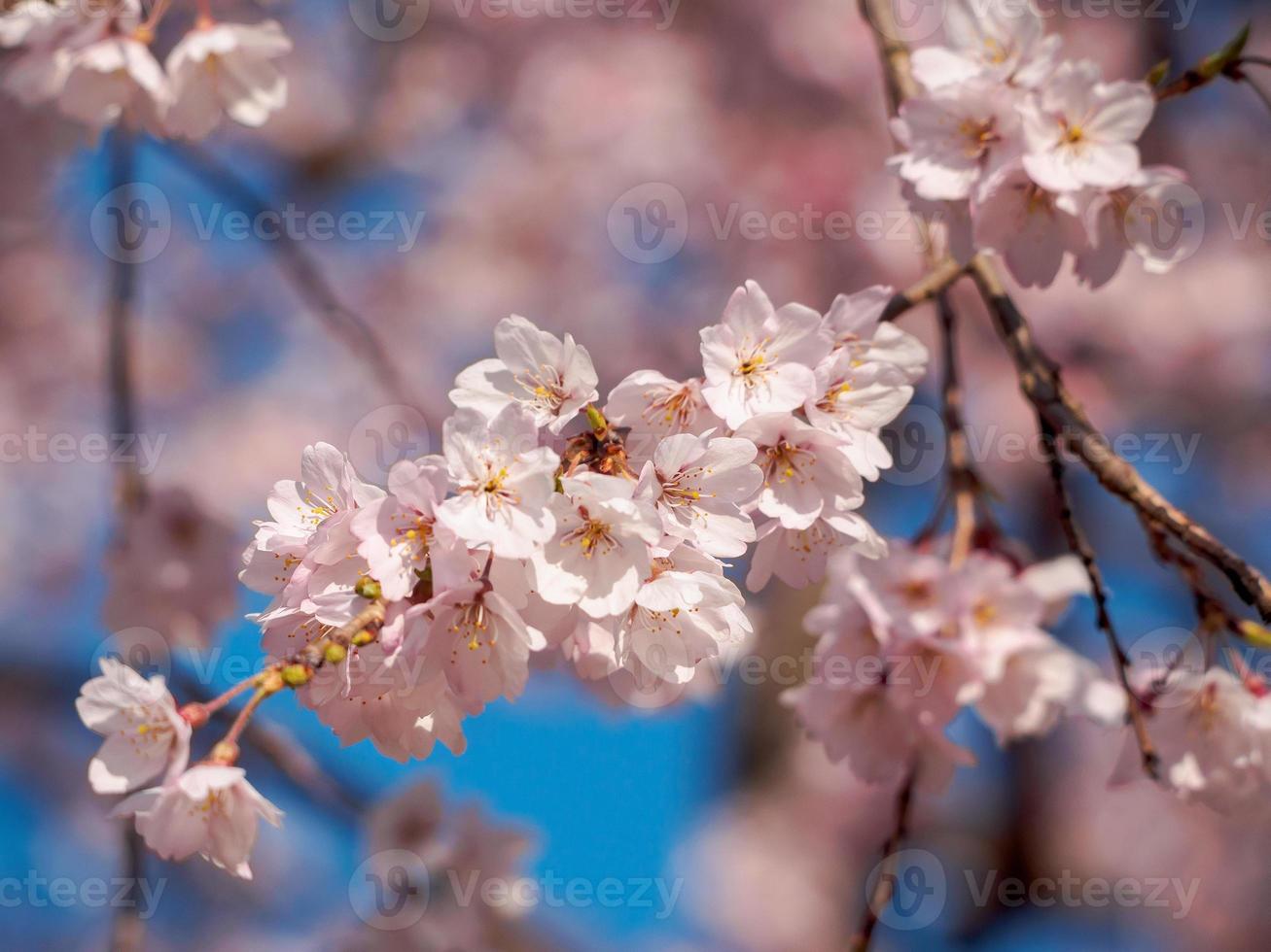 Pink Cherry Blossoms on a branch photo