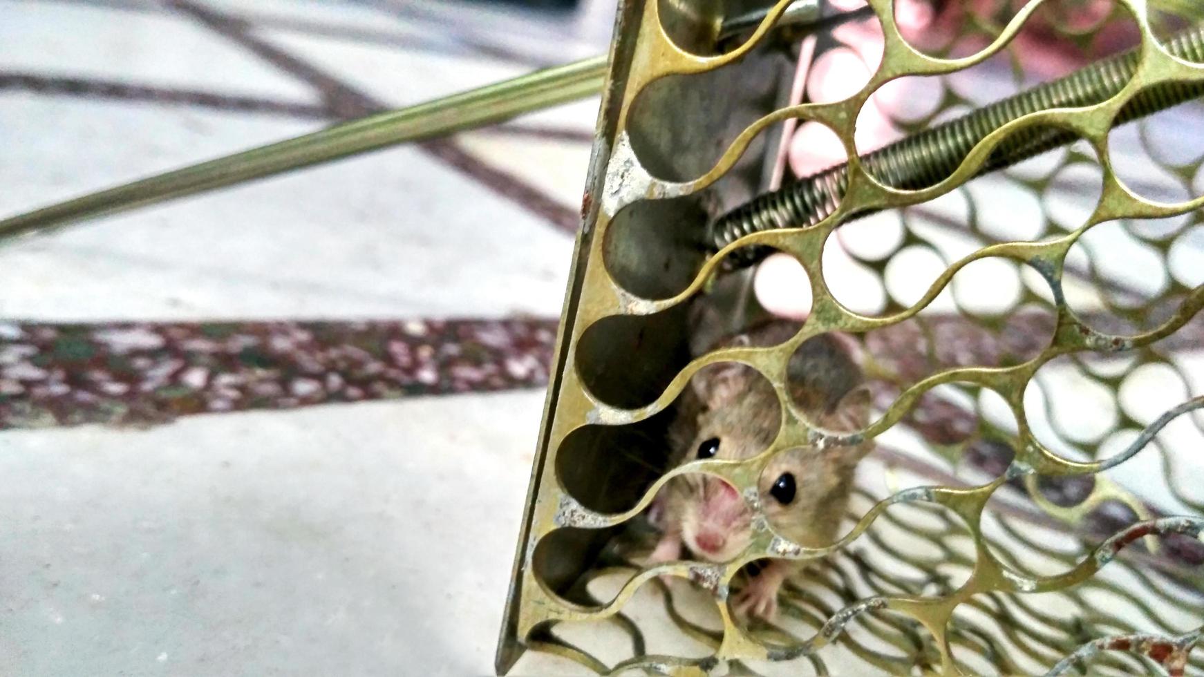 A small mouse trapped in a metal cage close-up shot photo