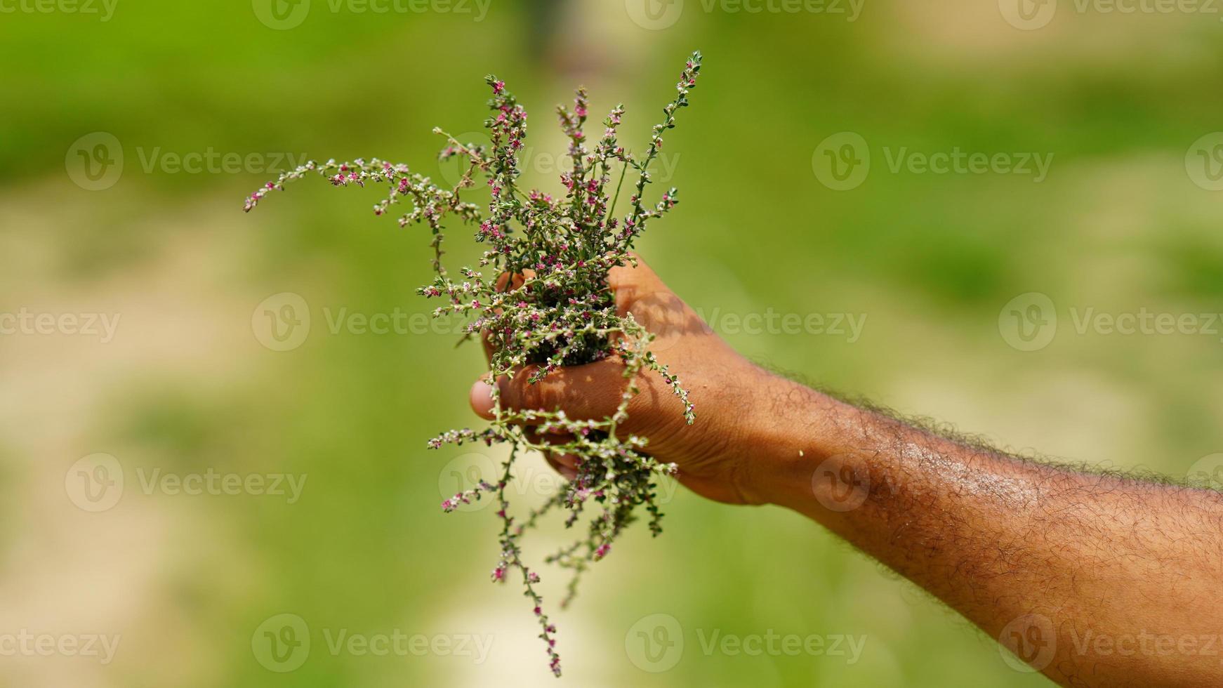 green plant in the hand photo