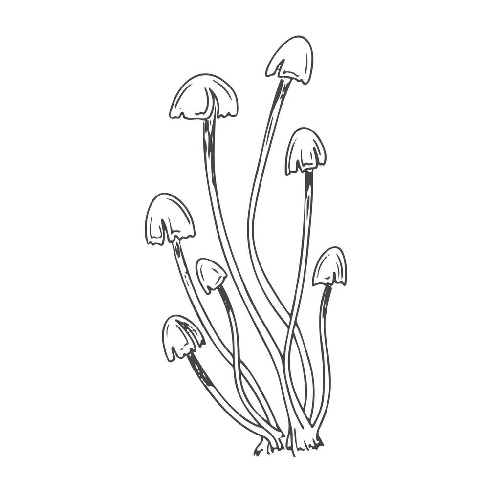 Mushroom black line vector sketch isolate on white background