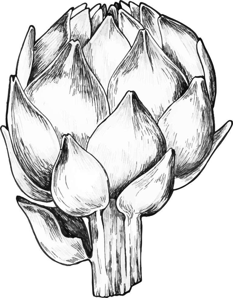 Artichoke. Artichoke hand drawn set. Fresh organic products. Vector illustration with vegetable sketch. Black and white.