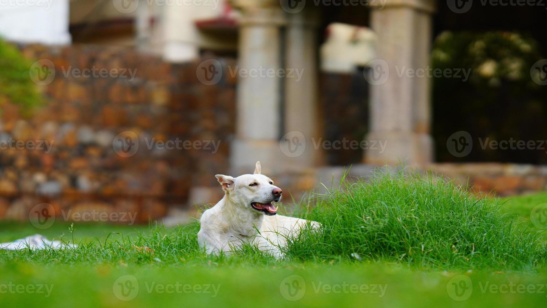 alone dog image on street india photo