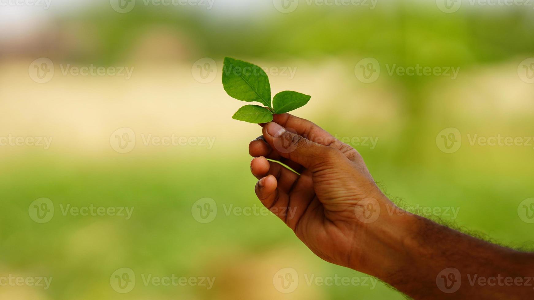 green leaf in the hand photo