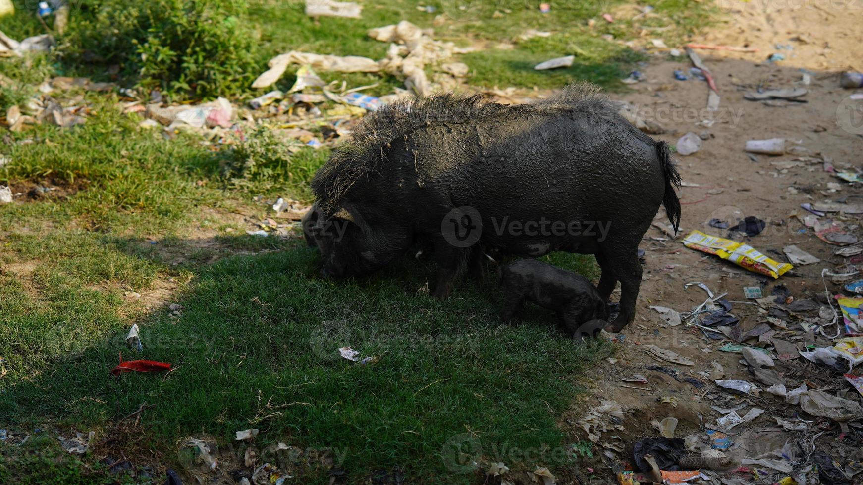 indian forest black pig image photo