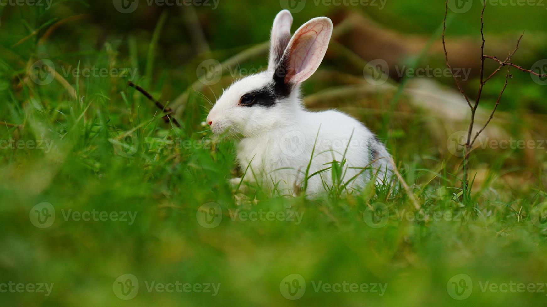 cute rabbit in the grass photo