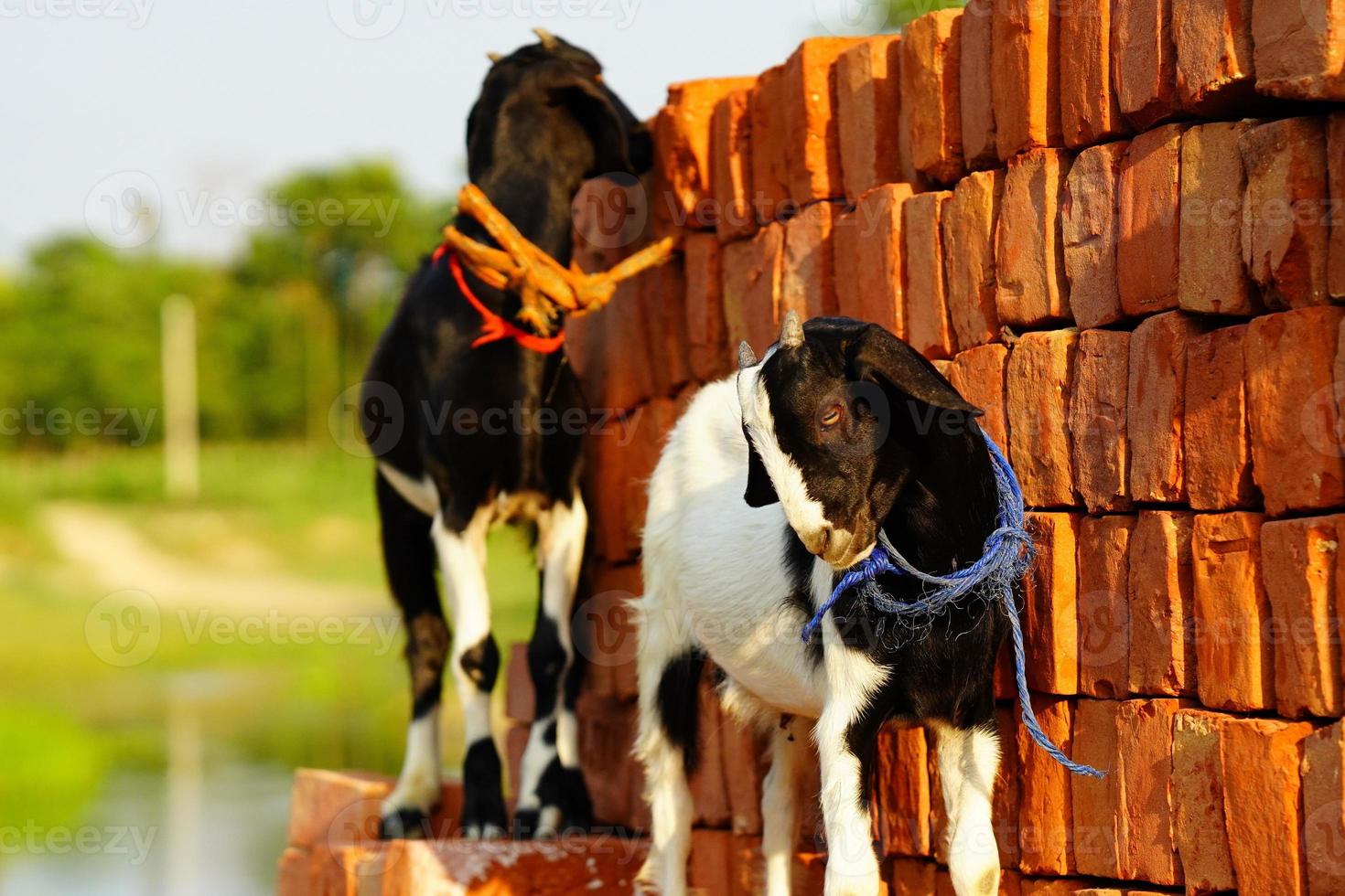 baby goats are wondering in village. photo