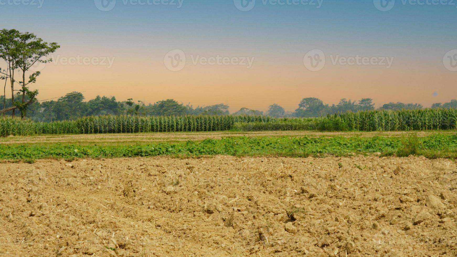 Rural landscape with field, trees and grass photo