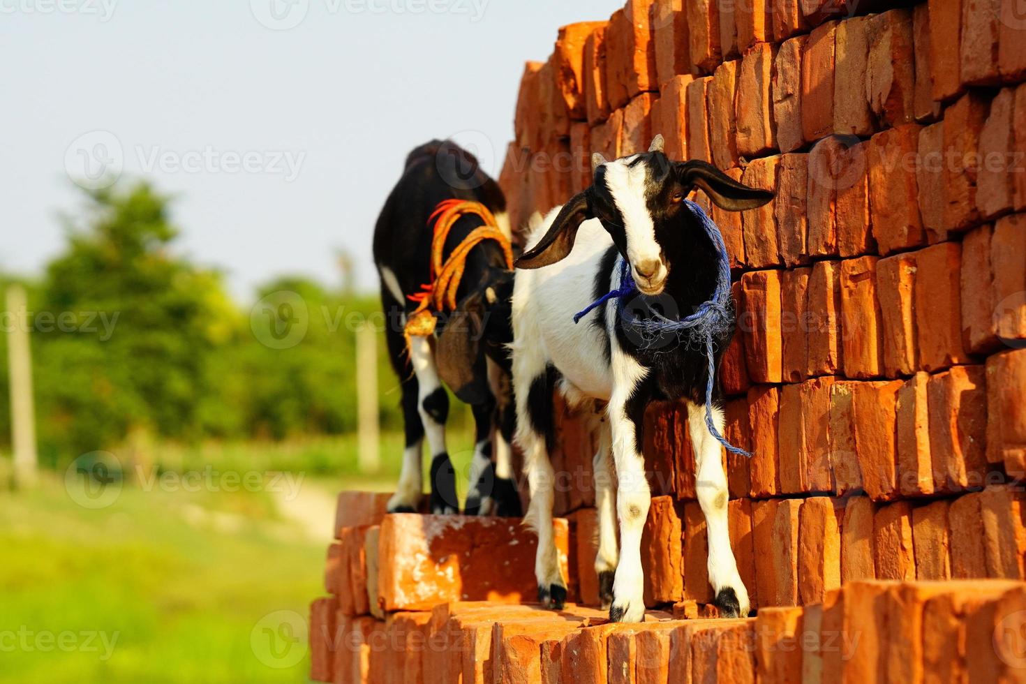baby goats looking towards the camera in village. photo