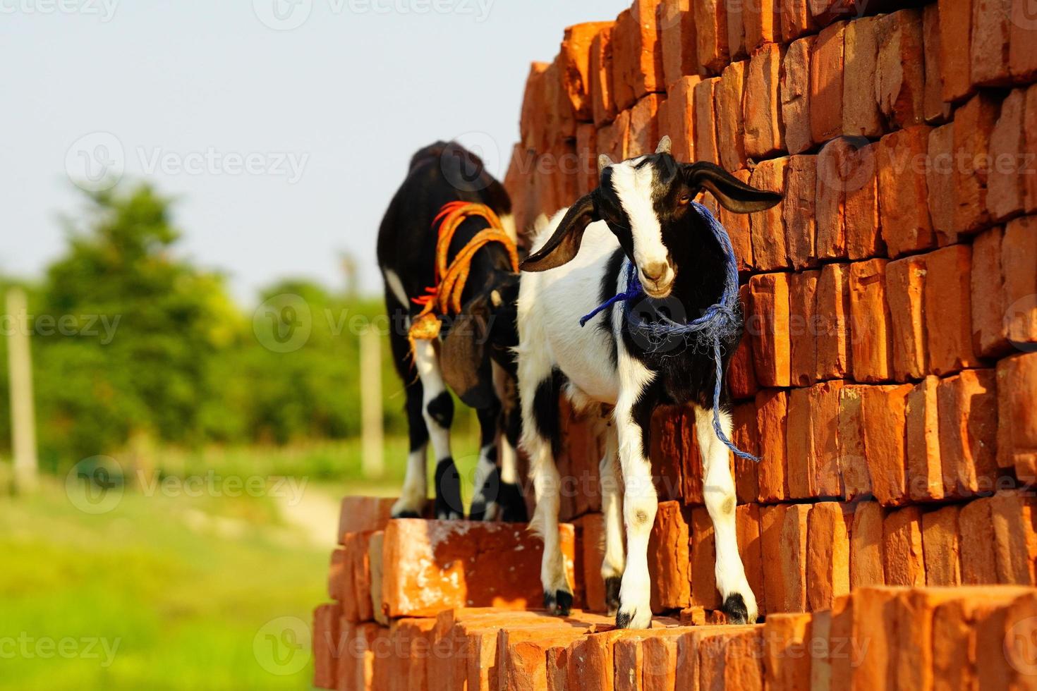 cabras bebé mirando hacia la cámara en el pueblo. foto