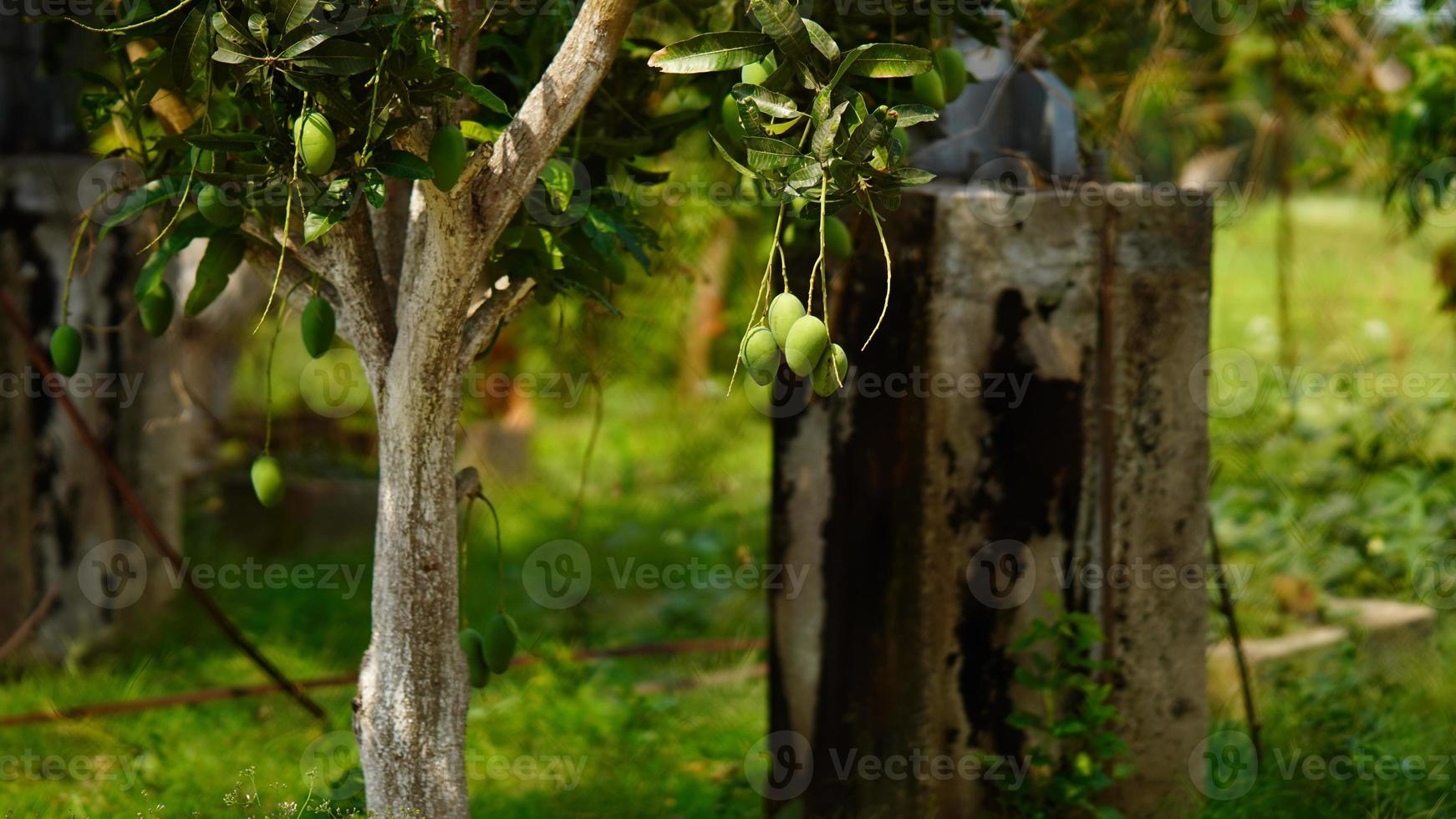 green mango on the tree photo
