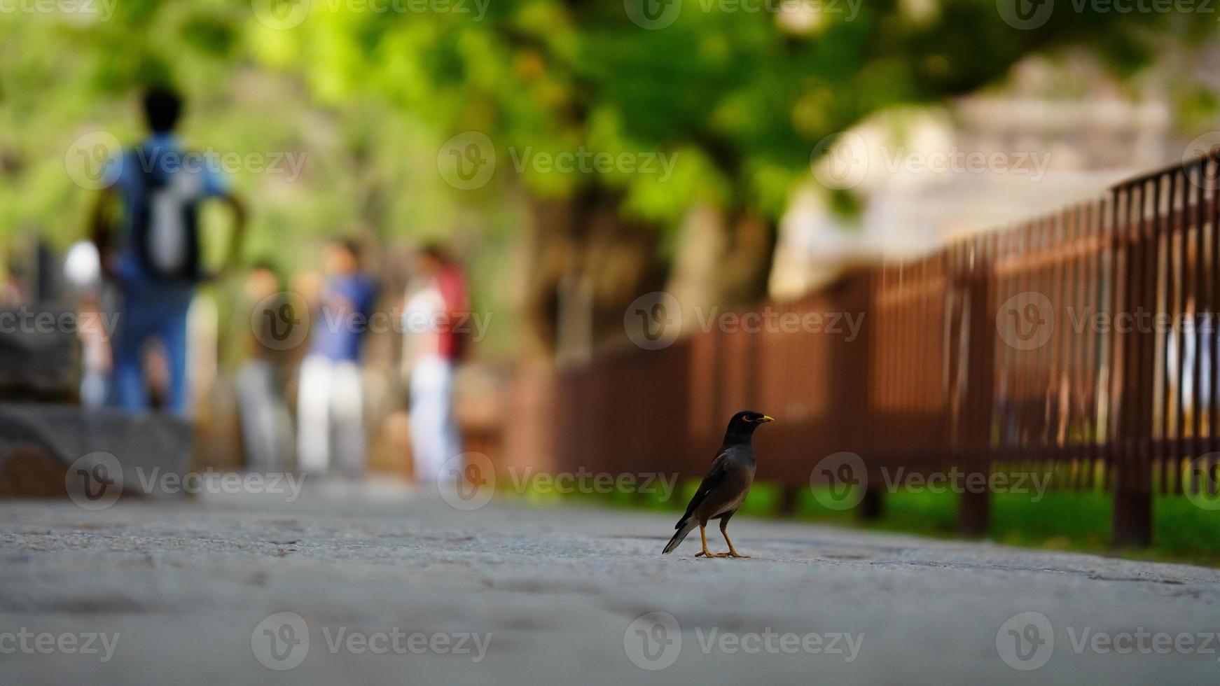 indian Cute Bird image HD photo