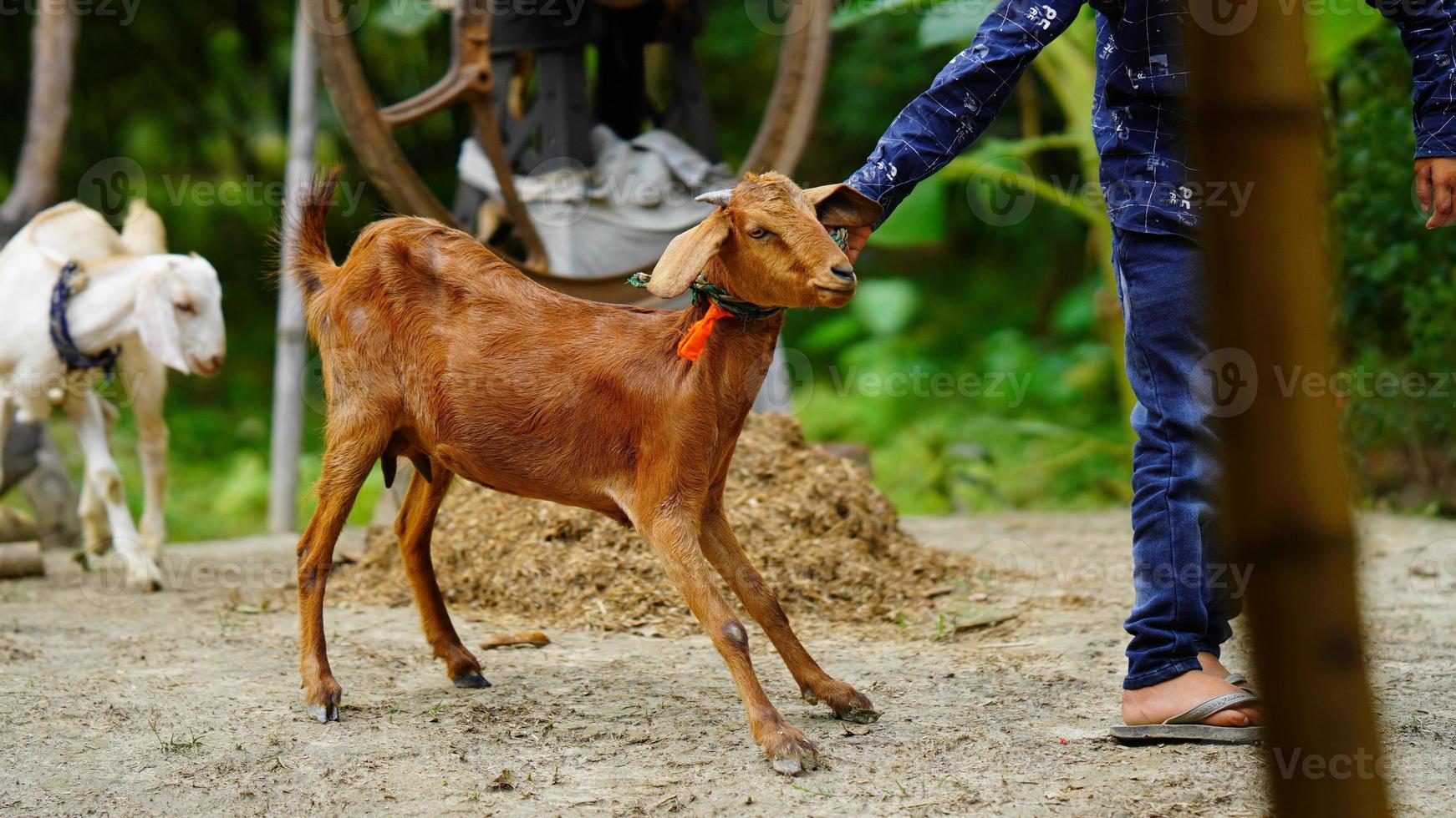 boy is pulling goat image photo