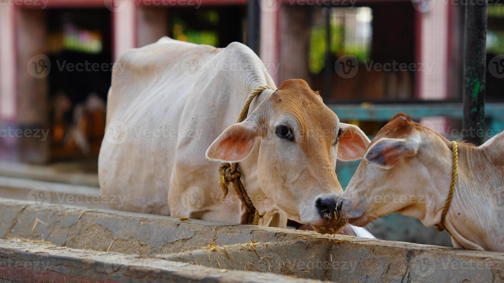 indian a milking cow image photo