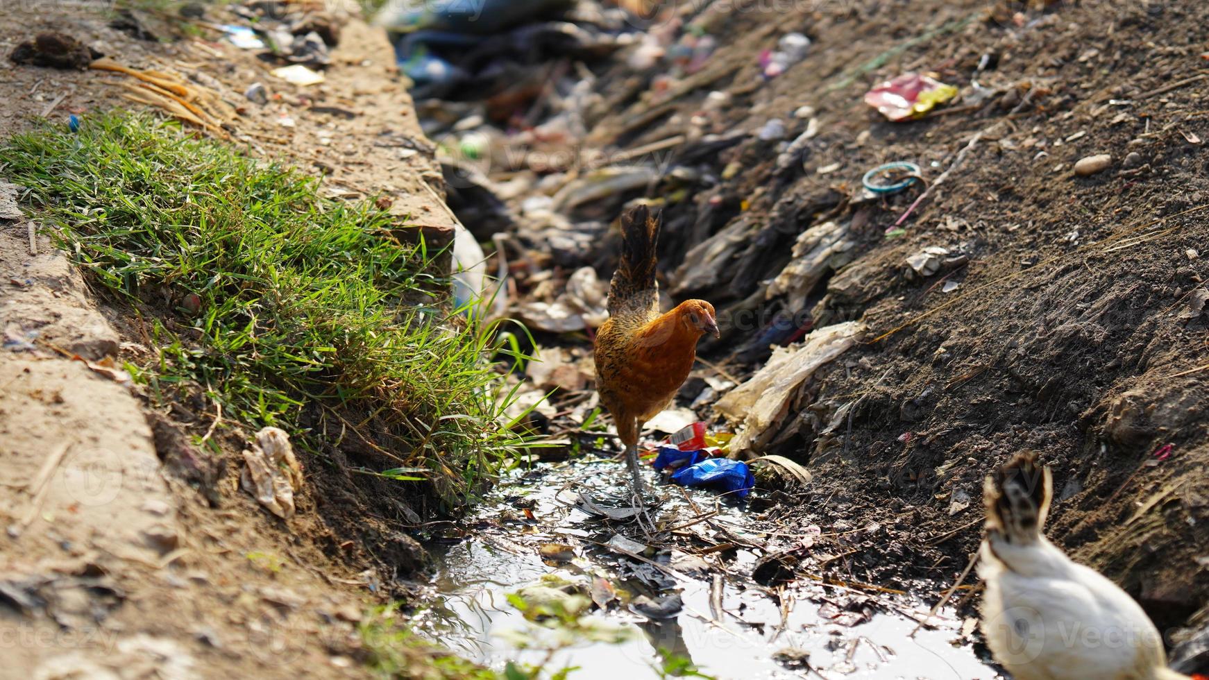 hen are standing side by street photo