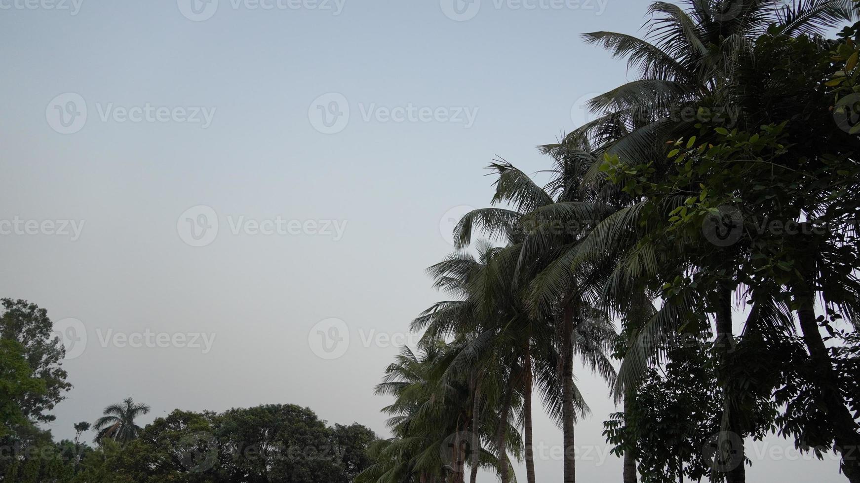 tree of coconut image hd photo