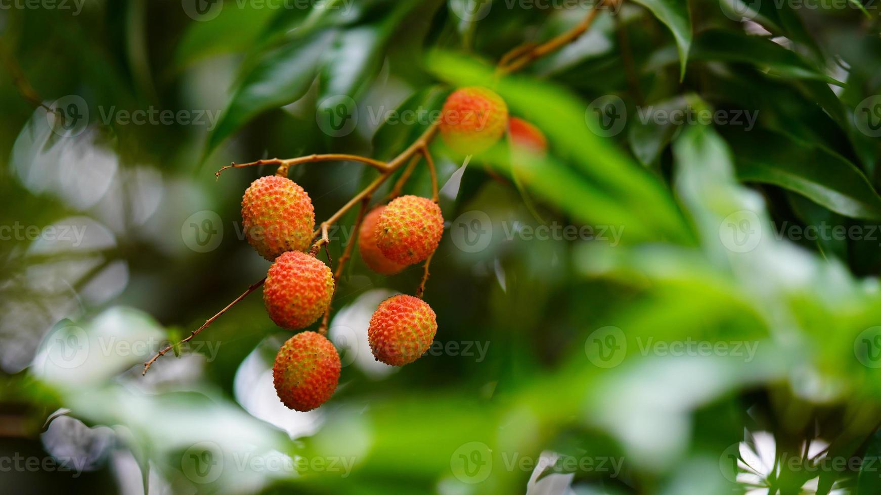 red and sweet lychee on tree photo