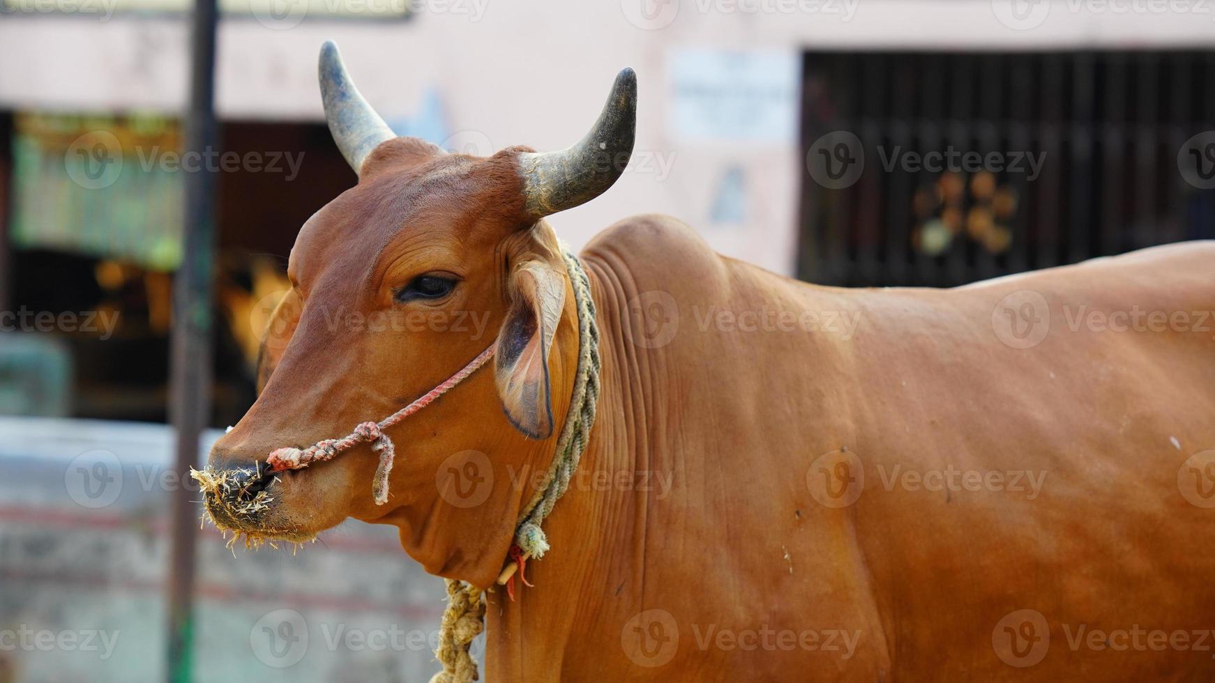 indian a milking cow image photo