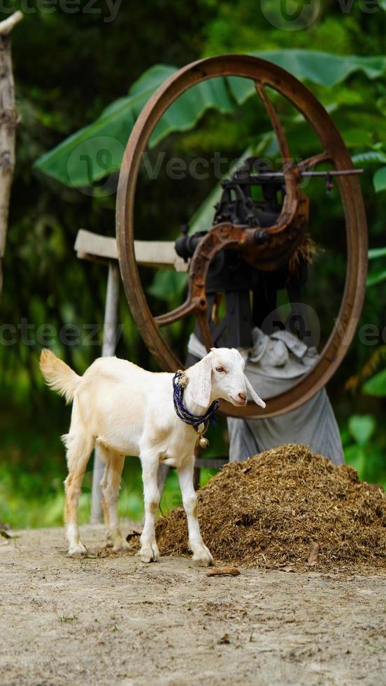 white goat eating something image photo