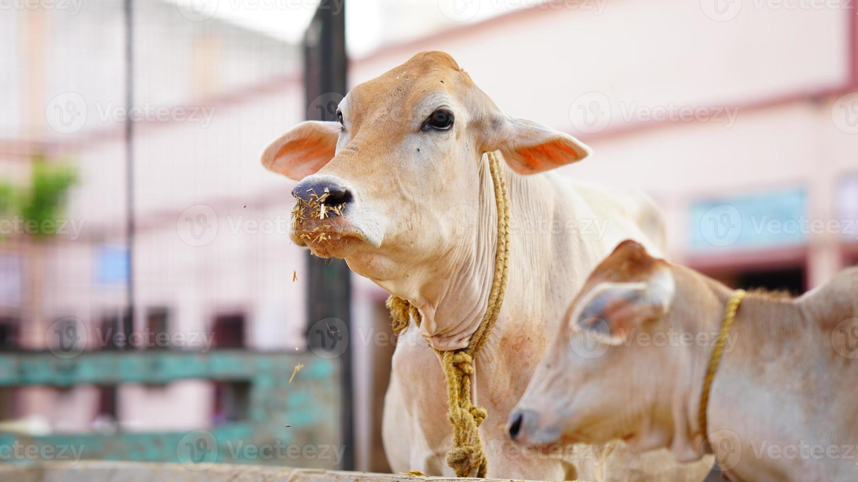 The indian milky cow selective focus photo