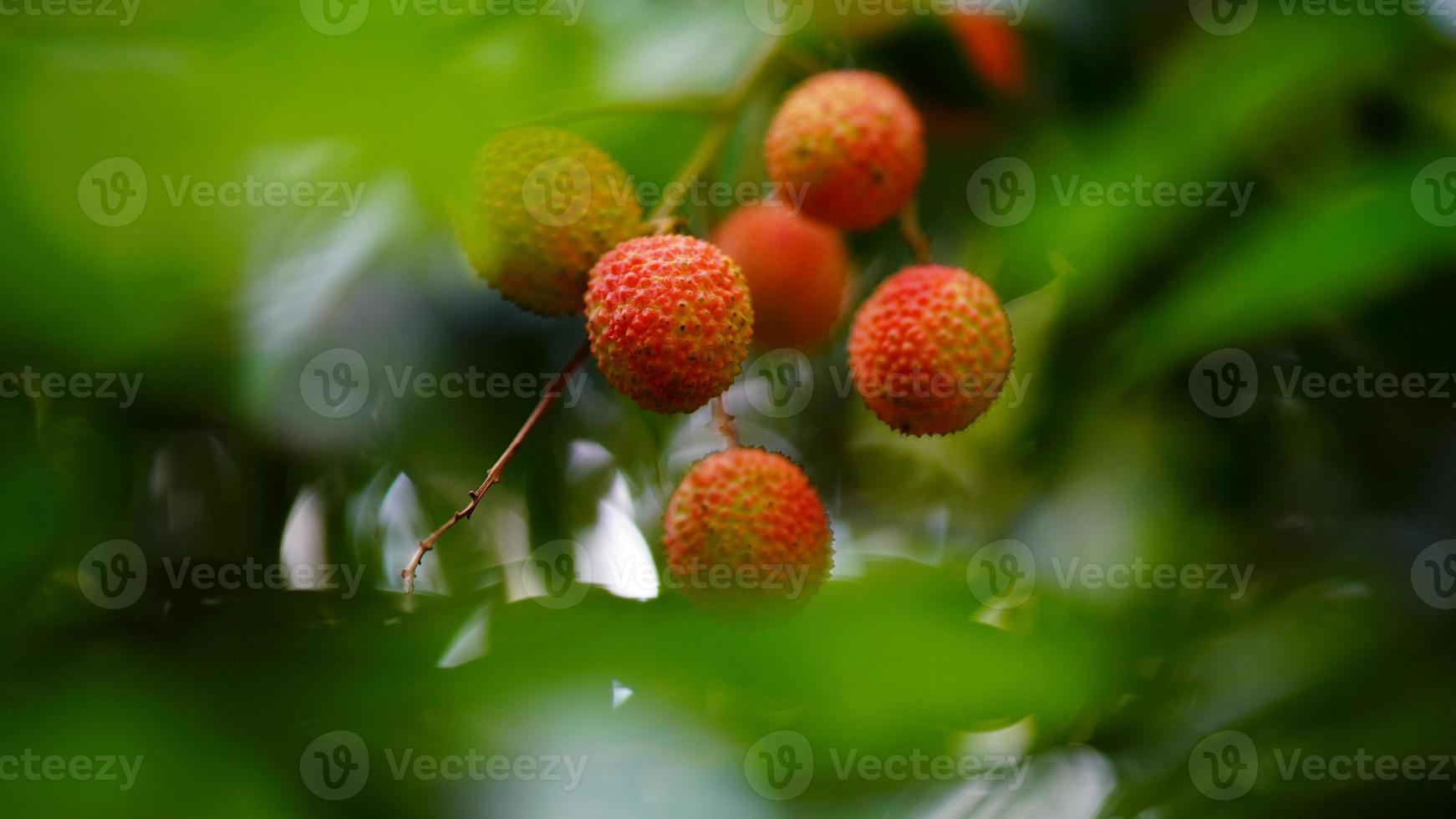red and sweet lychee on tree photo