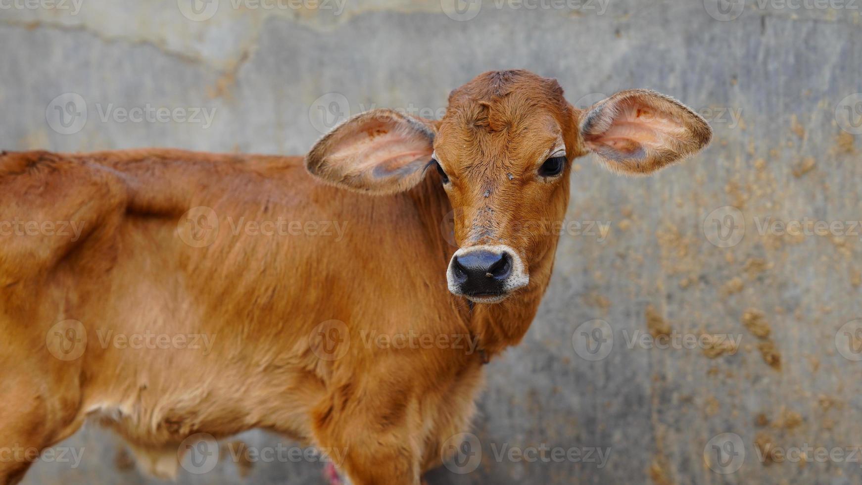The brown cute calf. photo