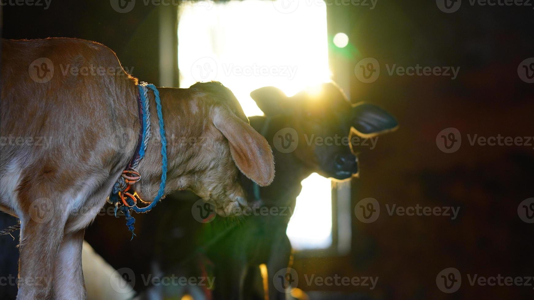 The brown and white cute calf with sun flayer photo