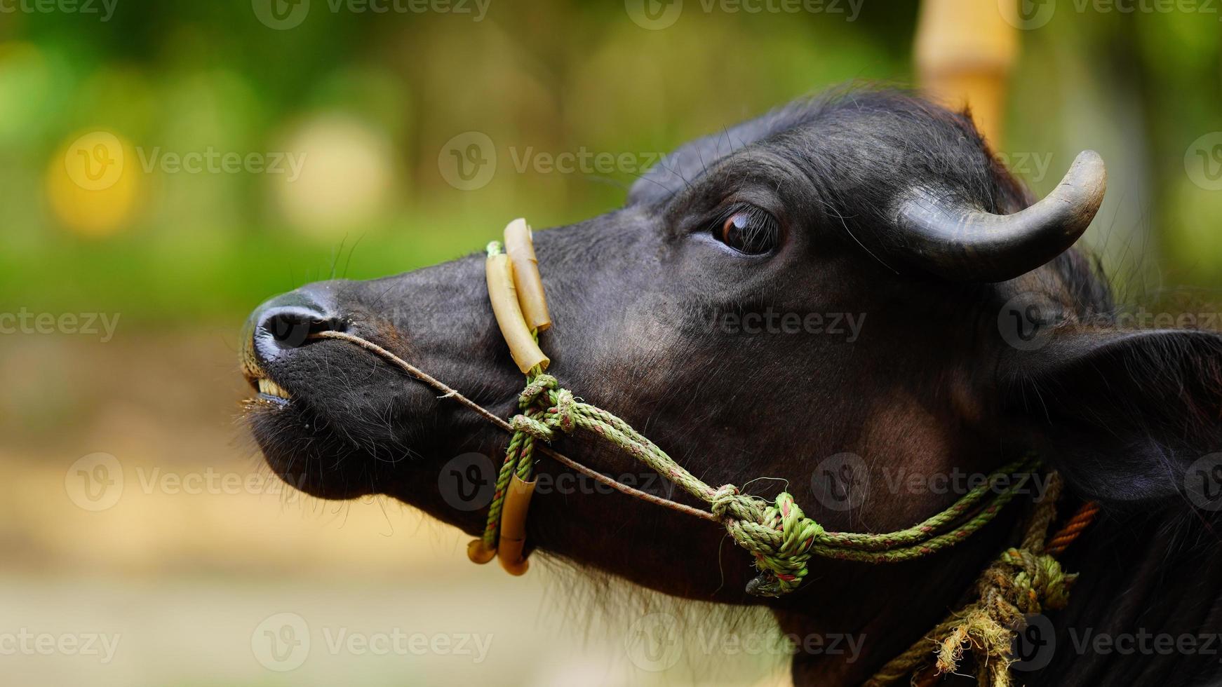 close up of buffalo child photo