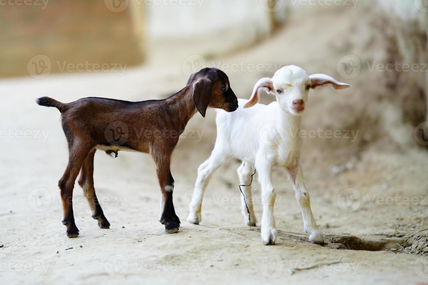 beautiful baby goat image on floor. photo