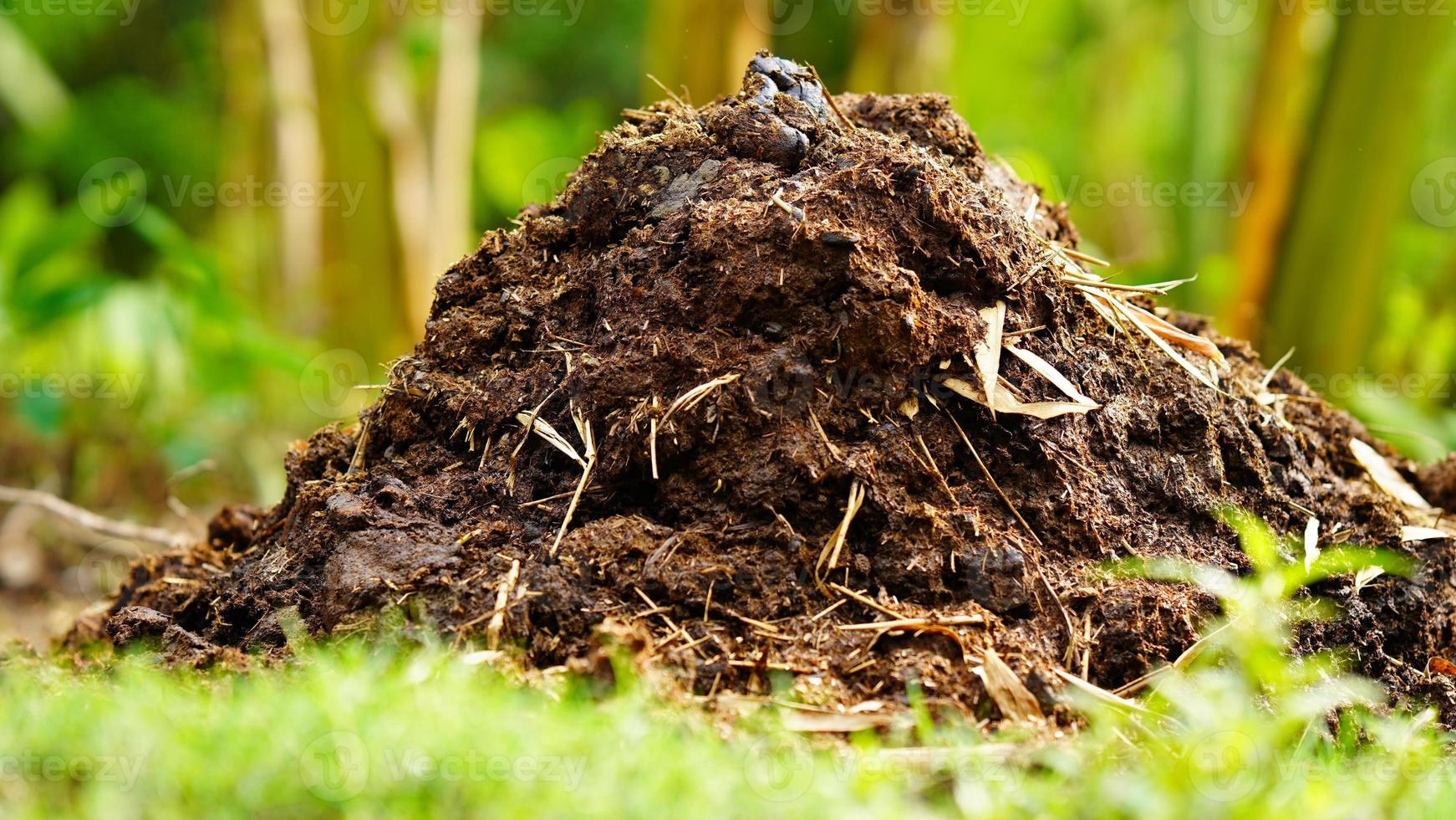 cow dung in the farm photo