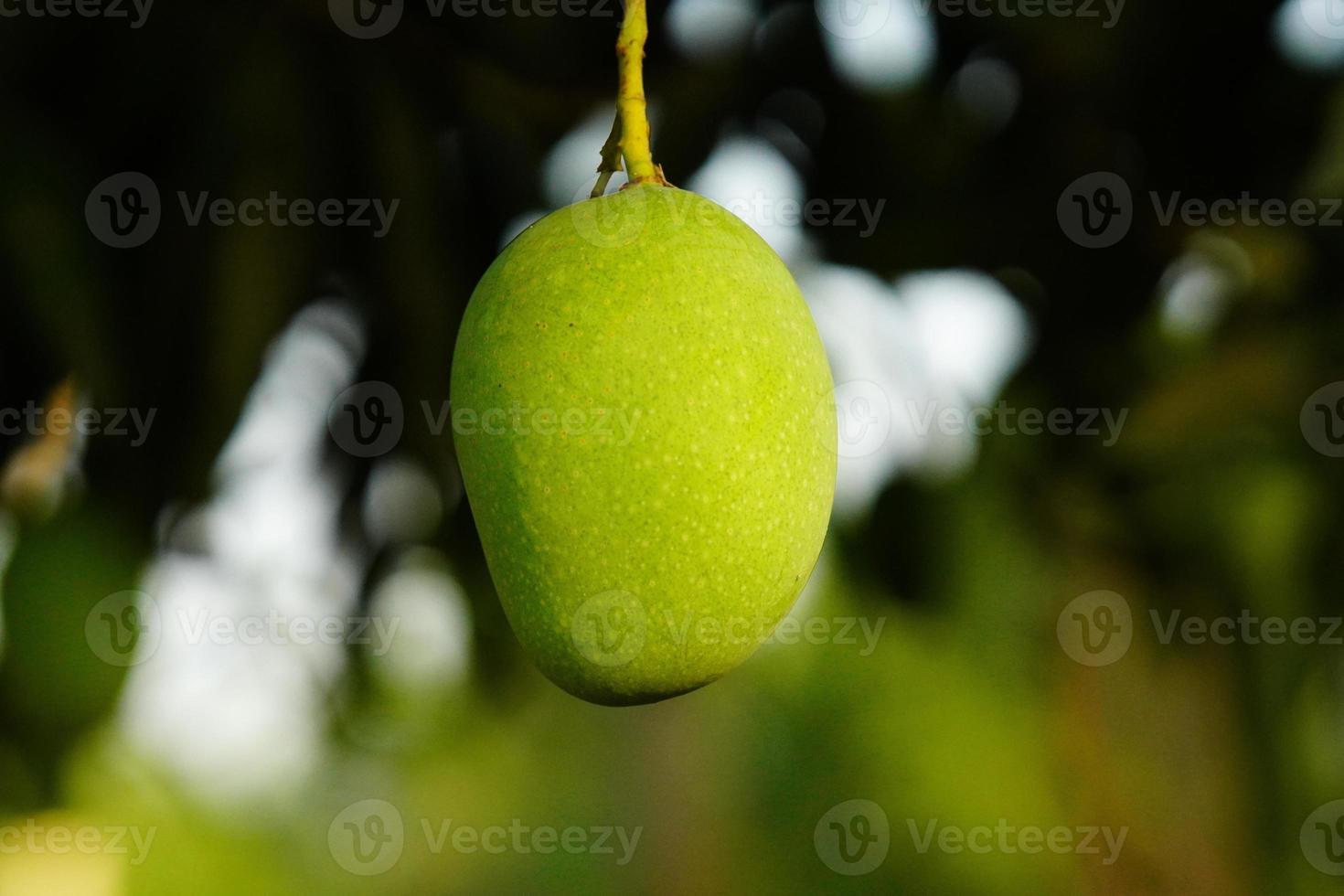 A mango hanging on tree. photo