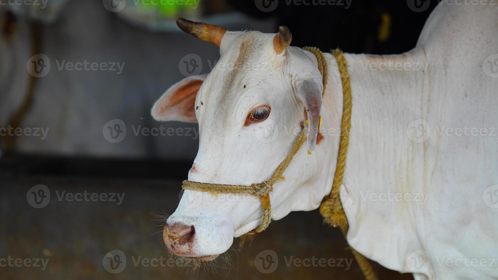 The indian white milky cow photo