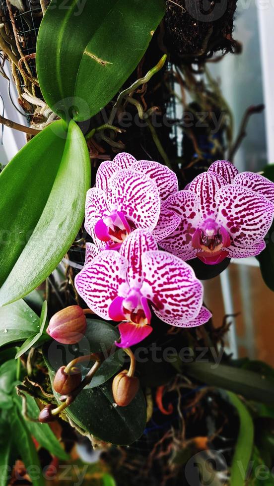 the orchid flower is blooming, it looks beautiful in purple and white, and the bottom looks like it hasn't bloomed yet photo