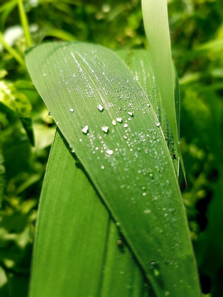 Dew bubbles, Fresh green leaves, morning dew, great for web background photo