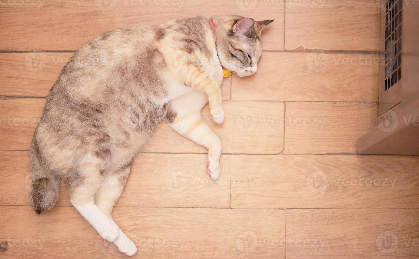 cat lying down on floor top view photo
