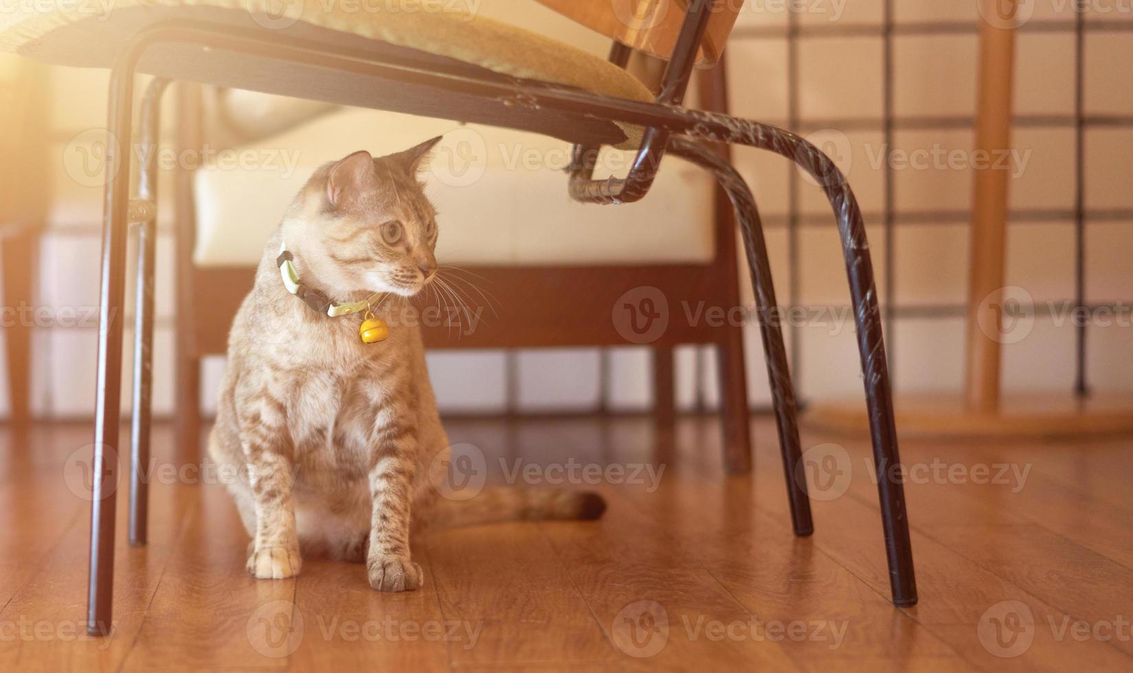 cat sit under chair photo