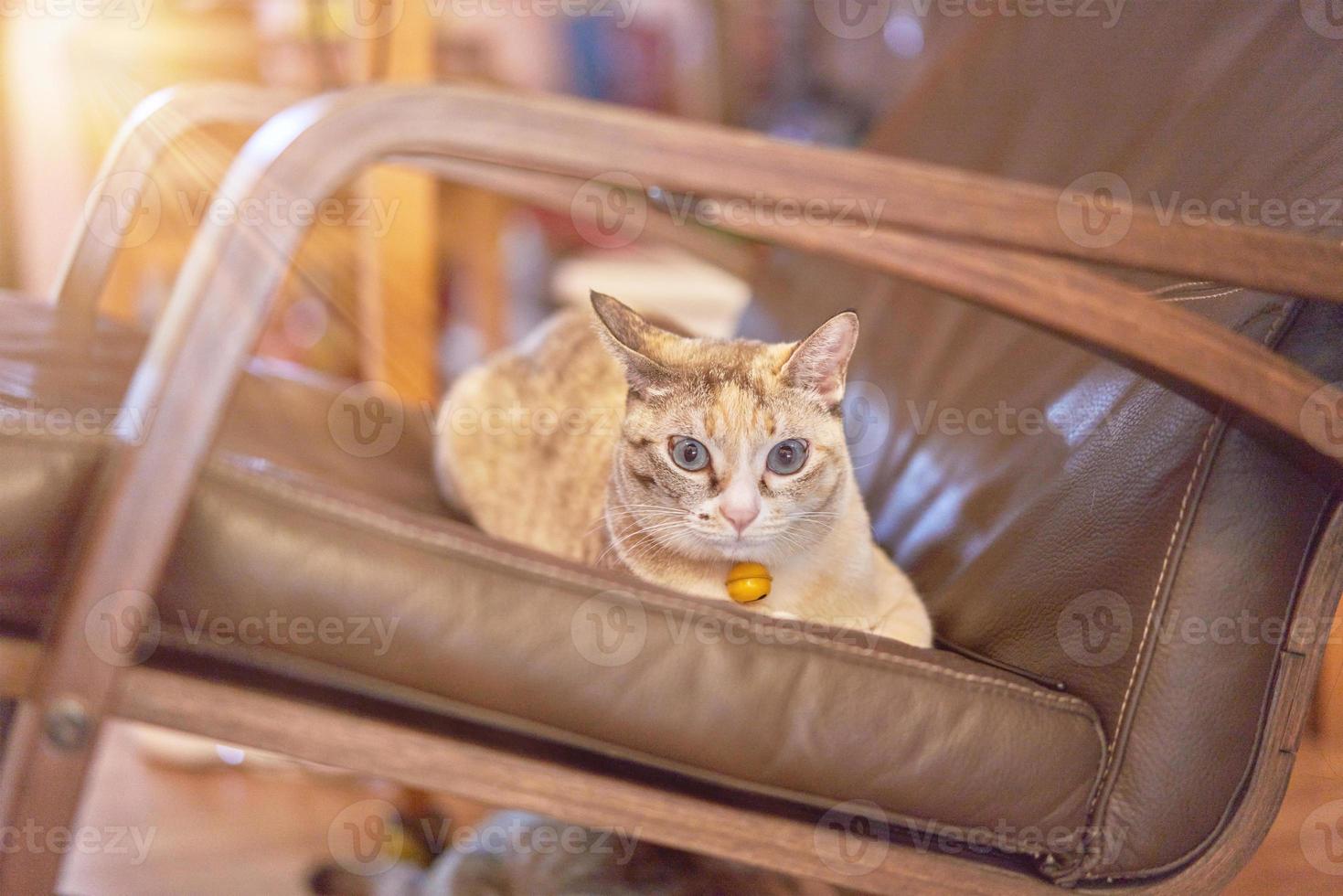 cat on chair photo