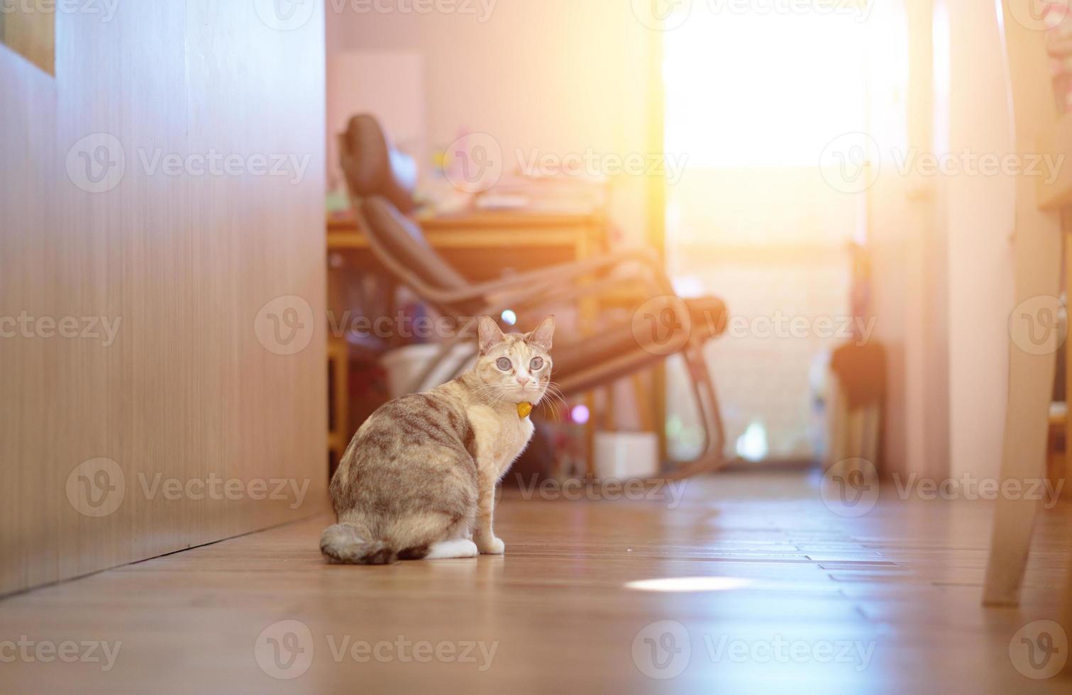 cat in living room walk way photo
