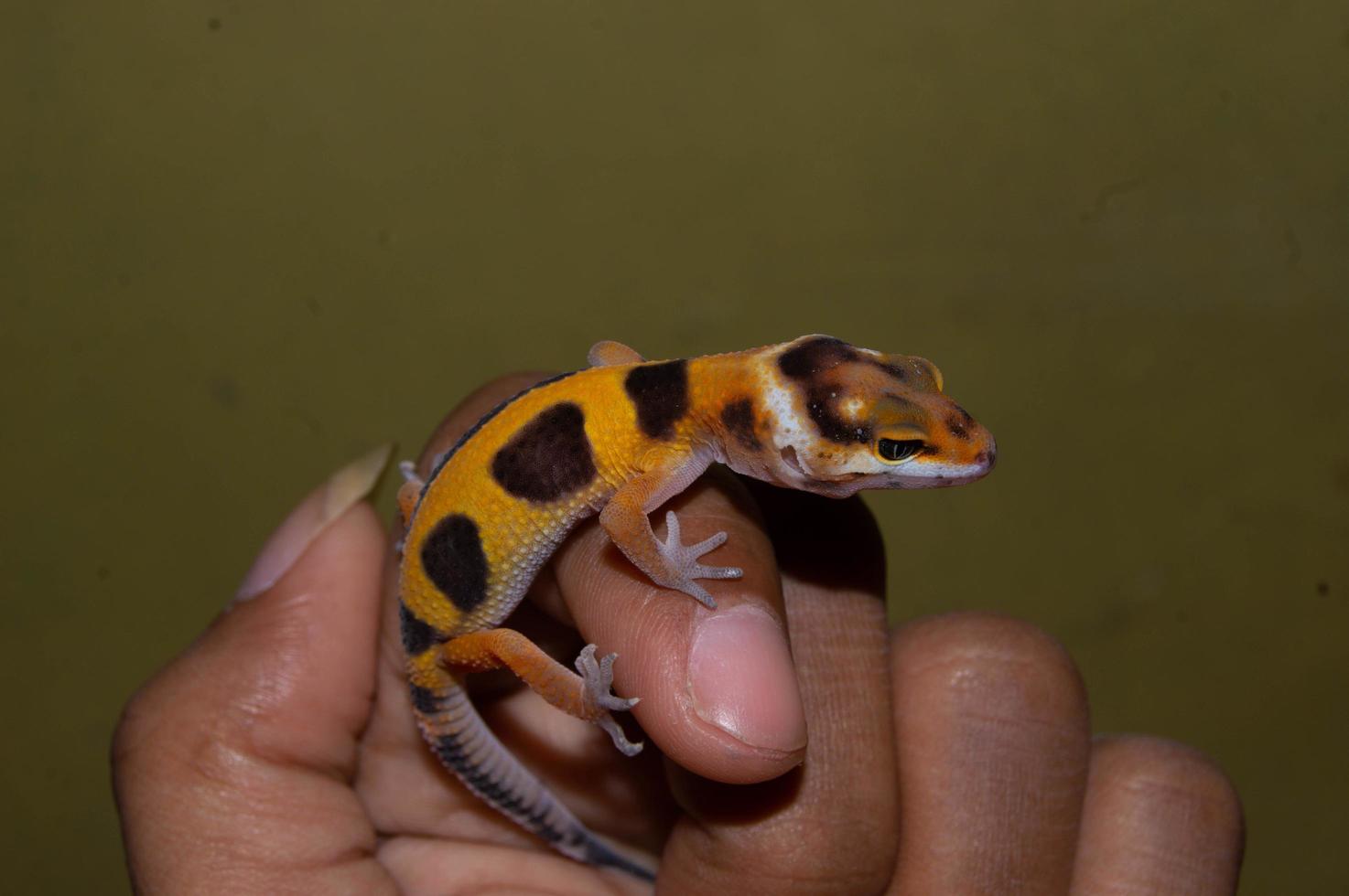 hand held tame leopard gecko lizard photo