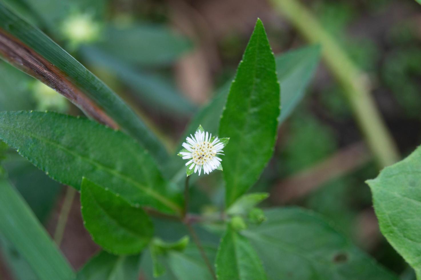 close-up of wild plant with small white flowers photo