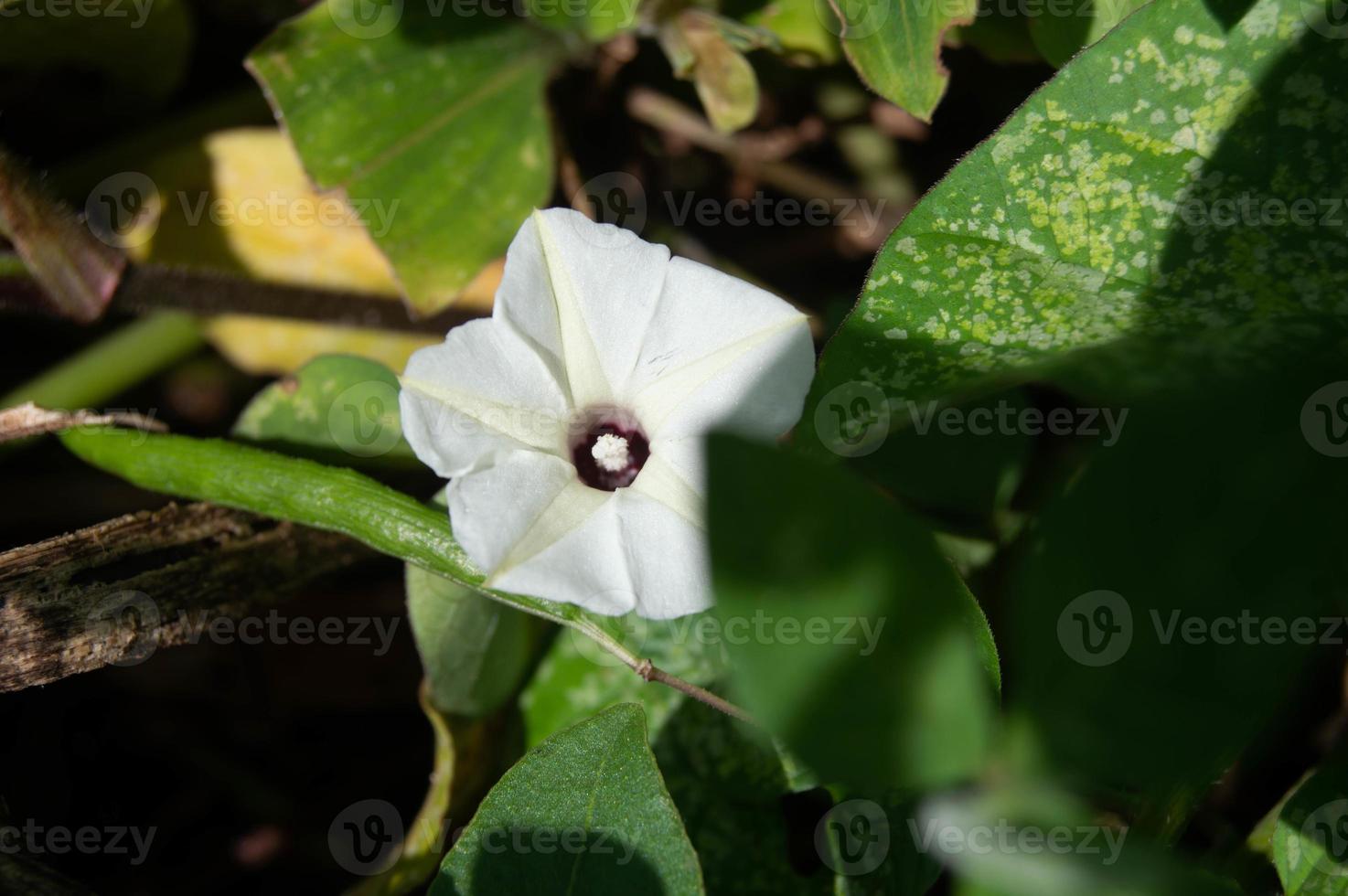 primer plano de la flor blanca ipomoea violacea foto