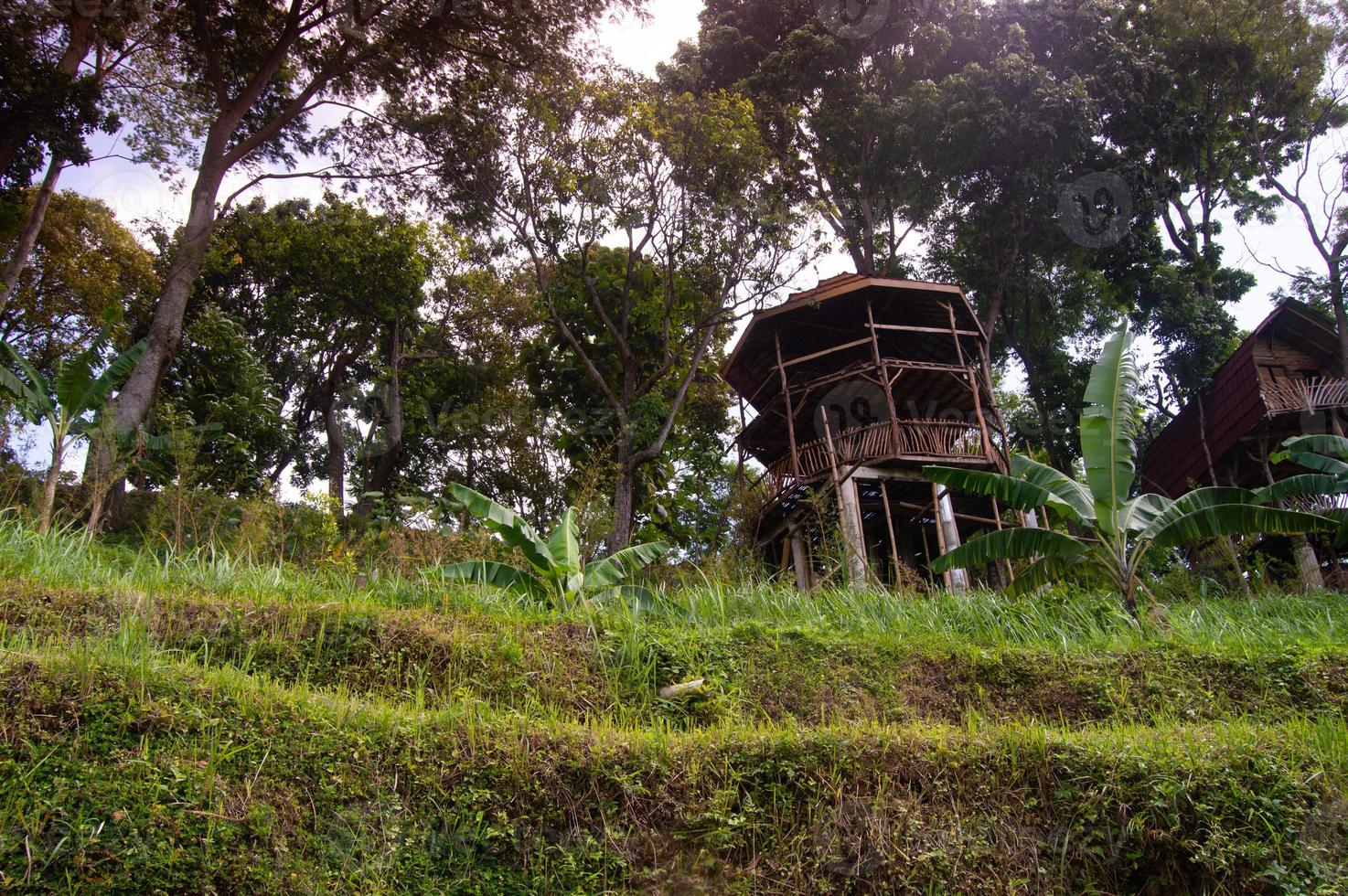 view of the plantation during the day photo