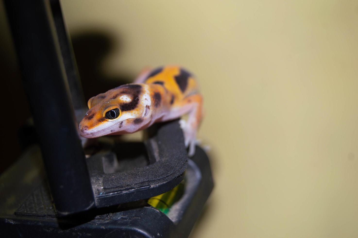 lagarto gecko leopardo jugando en un trípode de cámara foto