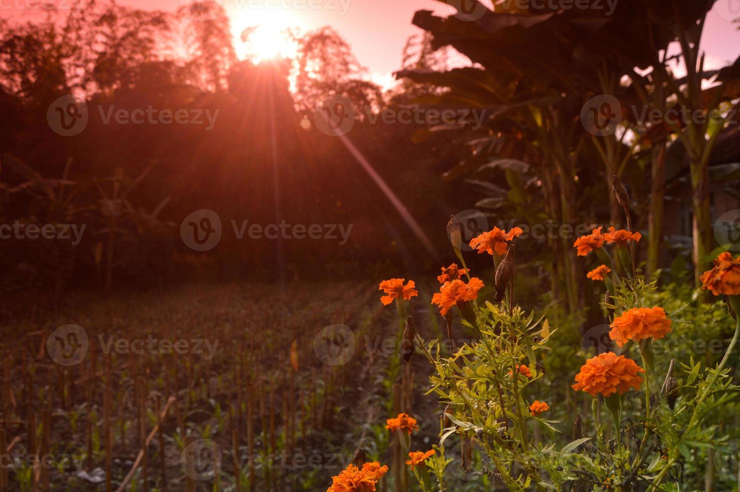 colorful flowers blooming with orange clouds in the morning photo