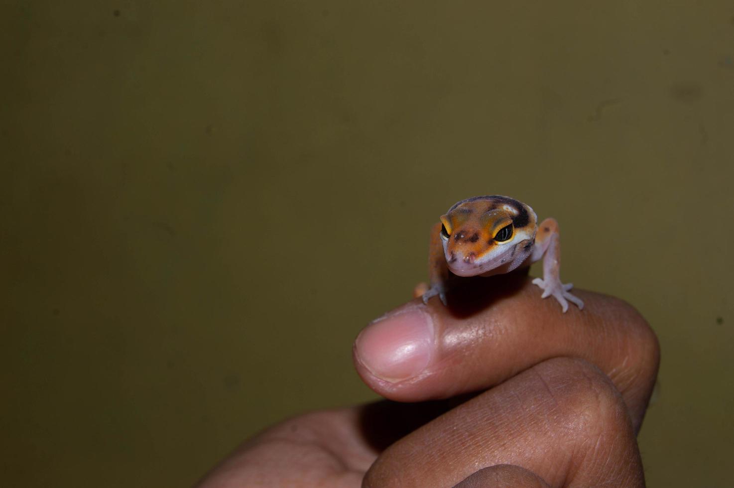 hand held tame leopard gecko lizard photo