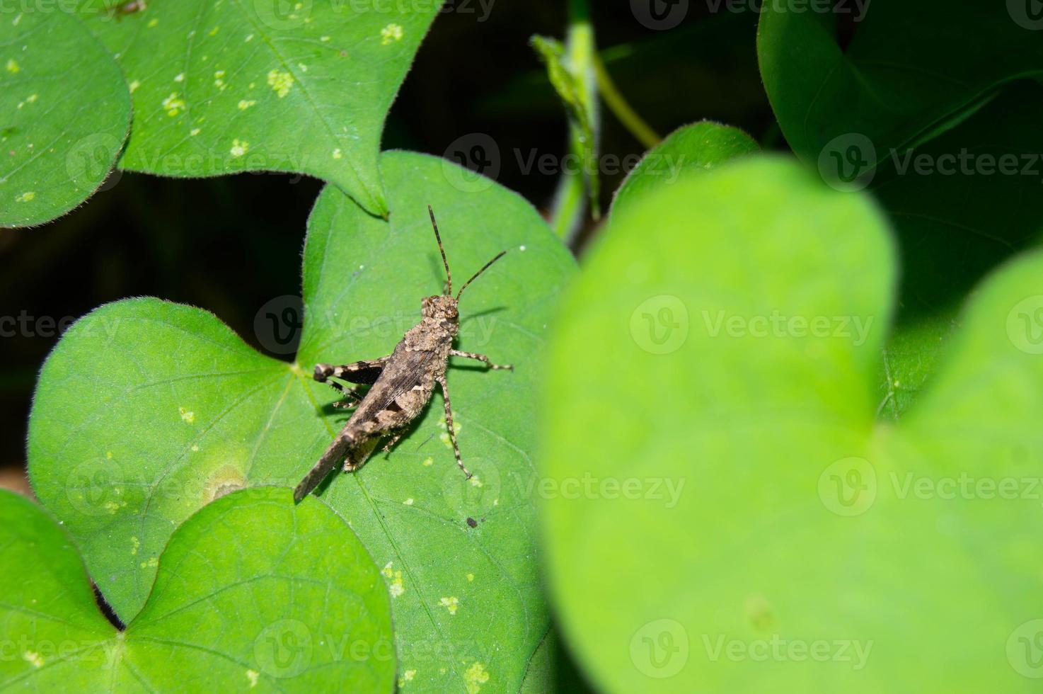 green leaf infested with grasshoppers photo