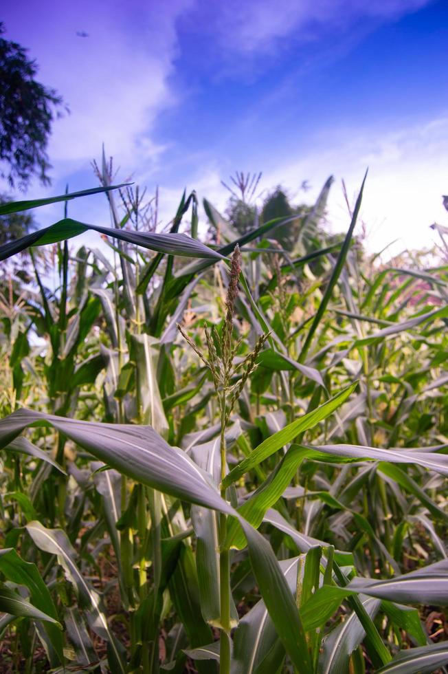 Corn plantation view with blue clouds photo