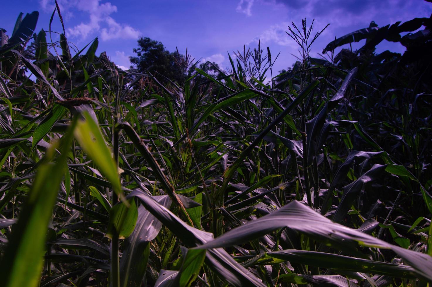 Corn plantation view with blue clouds photo